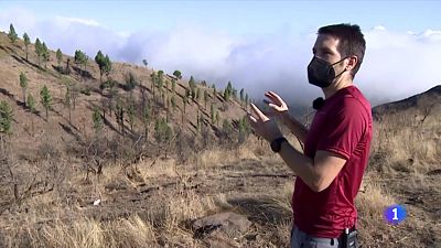 La intensidad del fuego de Sierra Bermeja recuerda a lo vivido en Gran Canaria en 2019