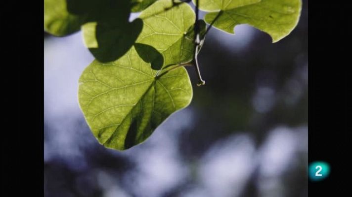 Días de cine - Días de Cine - 'La metamorfosis de los pájaros'