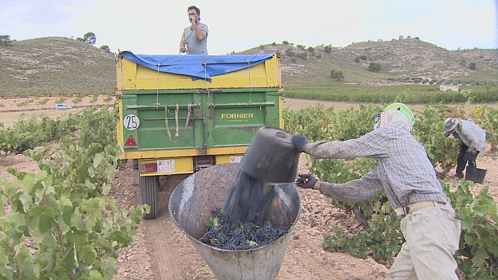 El sector del vino de Jumilla afronta la vendimia con buenas sensaciones