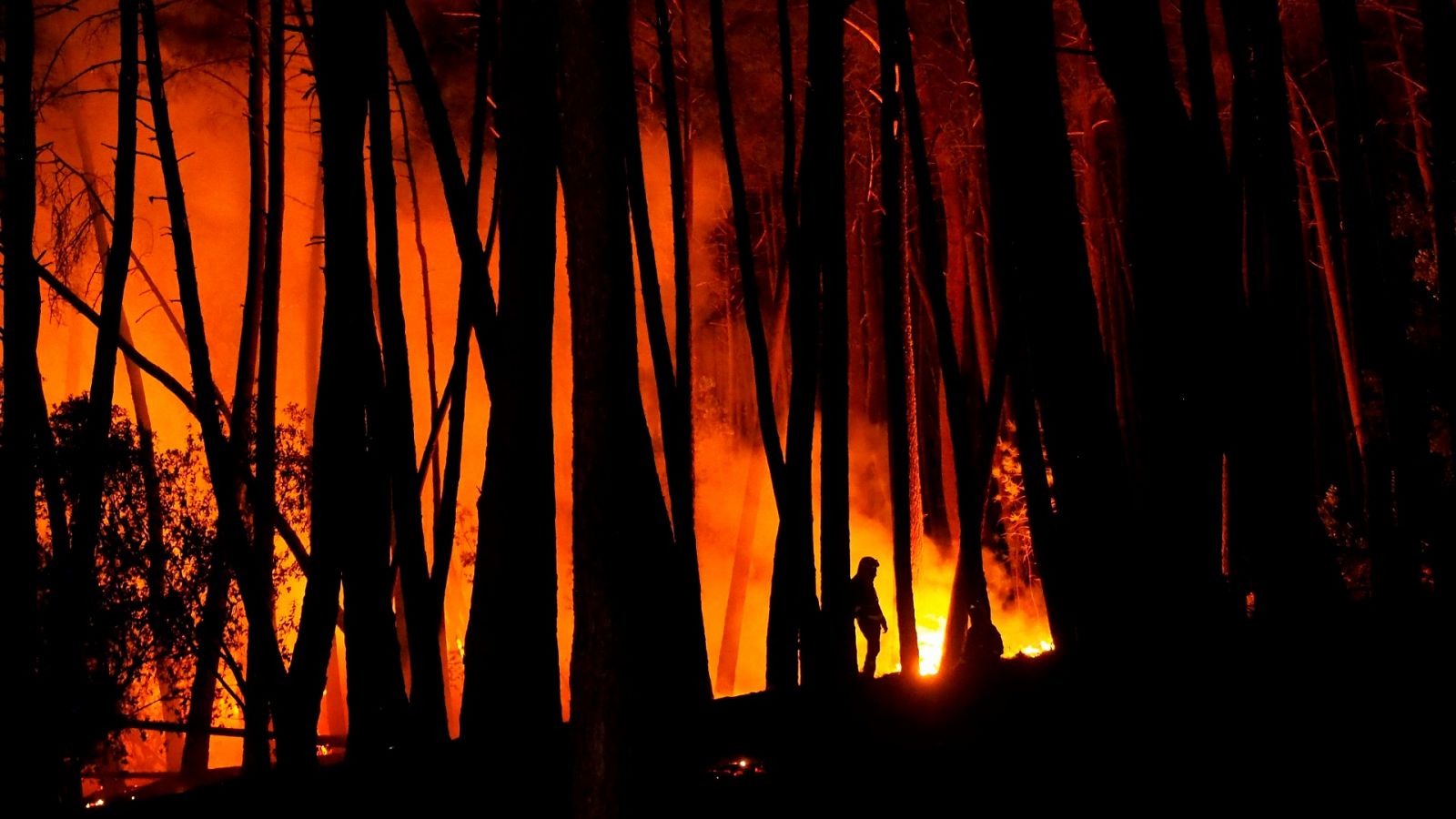 ¿Cómo investigan el origen de los fuegos forestales?