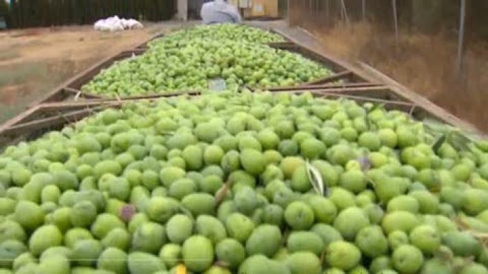 Noticias Andalucía - La cosecha de aceituna verde de mesa será algo más corta