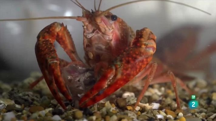 Som Documentals - Itàlia salvatge. Els depredadors del riu Tíber