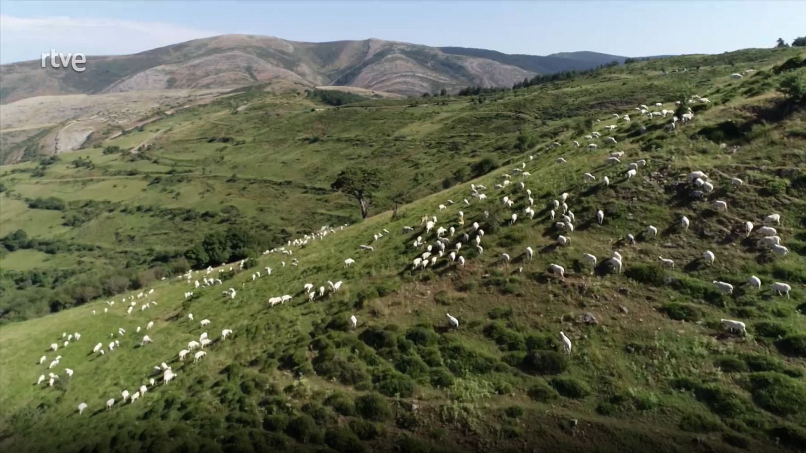 El bosque protector - Pastos naturales herbáceos - Documental en RTVE