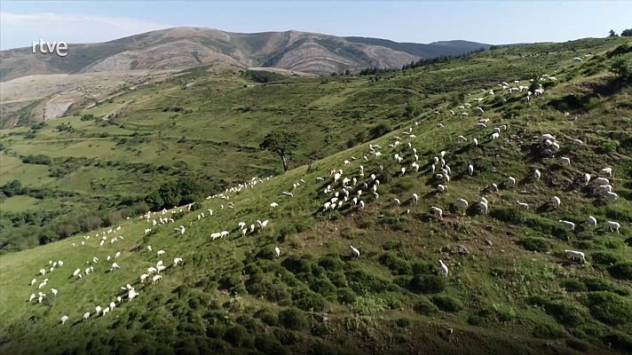 Pastos naturales herbáceos