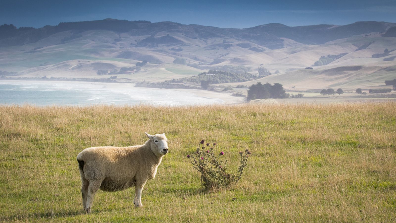 Somos documentales - Nueva Zelanda: isla sur, la isla de jade - ver ahora