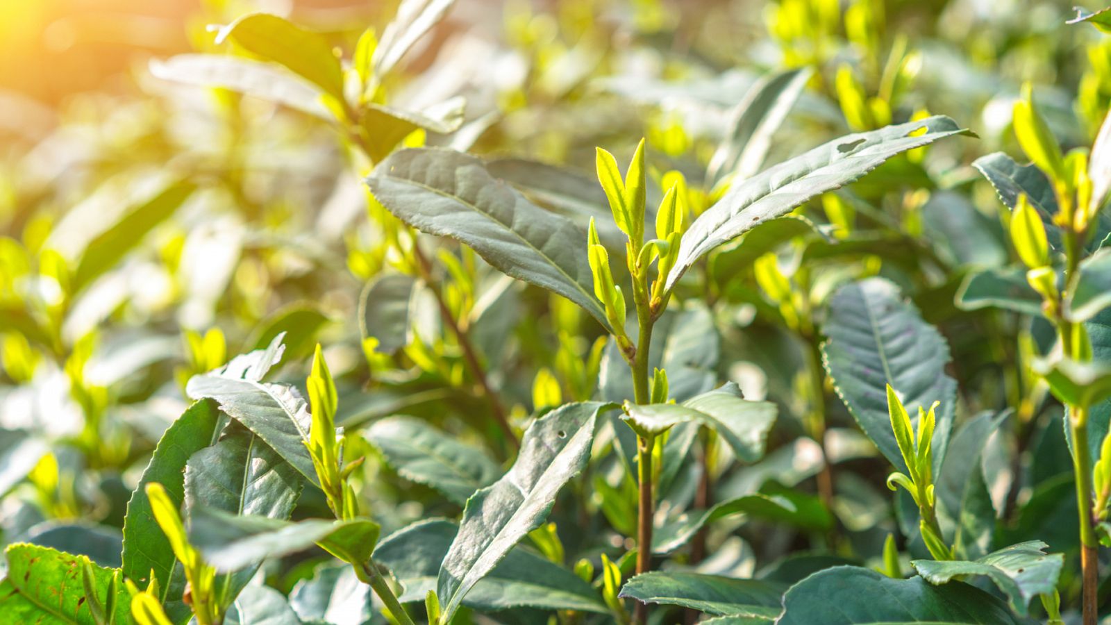 La primera plantación de té ecológico de Europa está en Galicia