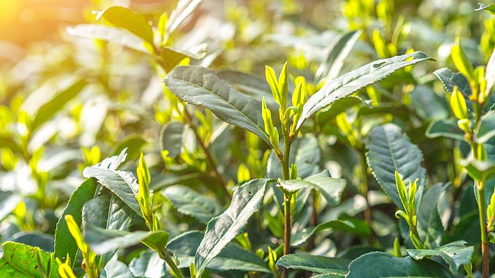 Galicia alberga la primera plantación de té ecológico de UE