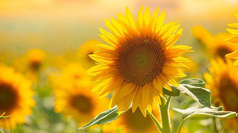 Aqu la Tierra - Aprendemos a plantar girasoles!