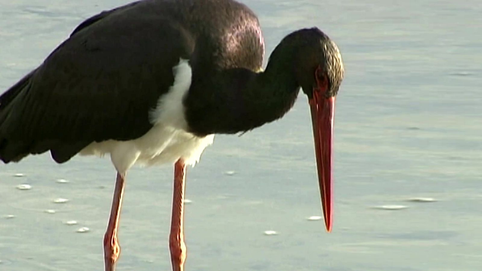 El bosque protector - Episodio 21: La cigüeña negra - ver ahora