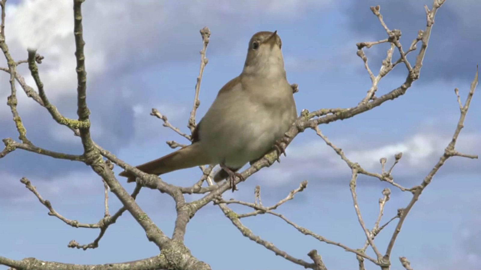 ¡Qué animal! - Episodio 11: El sonido - ver ahora