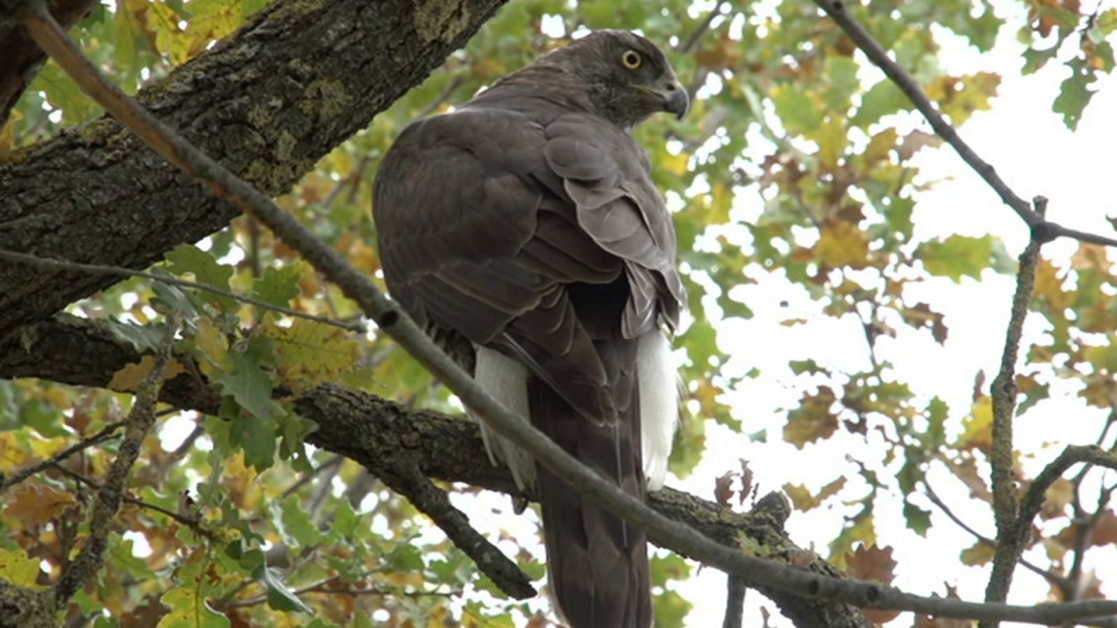 ¡Qué animal! - Episodio 10: Moncayo  - ver ahora