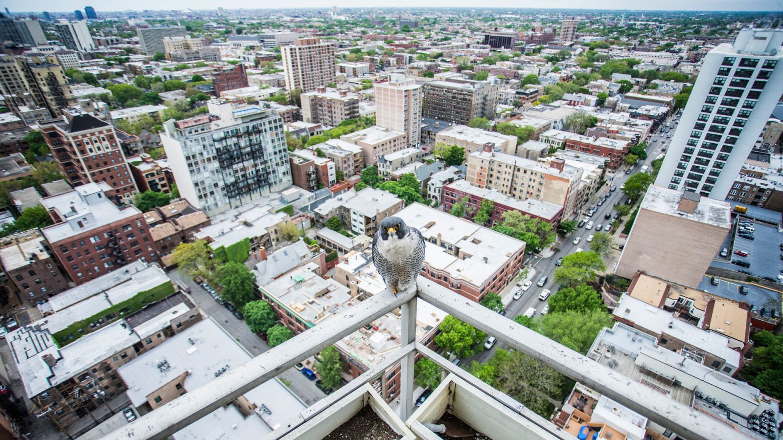 Somos documentales - El halcón hiperveloz - ver ahora