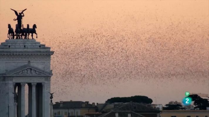 Itàlia salvatge. Roma, atac des de l'aire