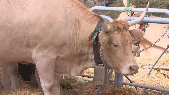 Noticias Aragón - La innovación y la tecnología centran la atención en FIGAN