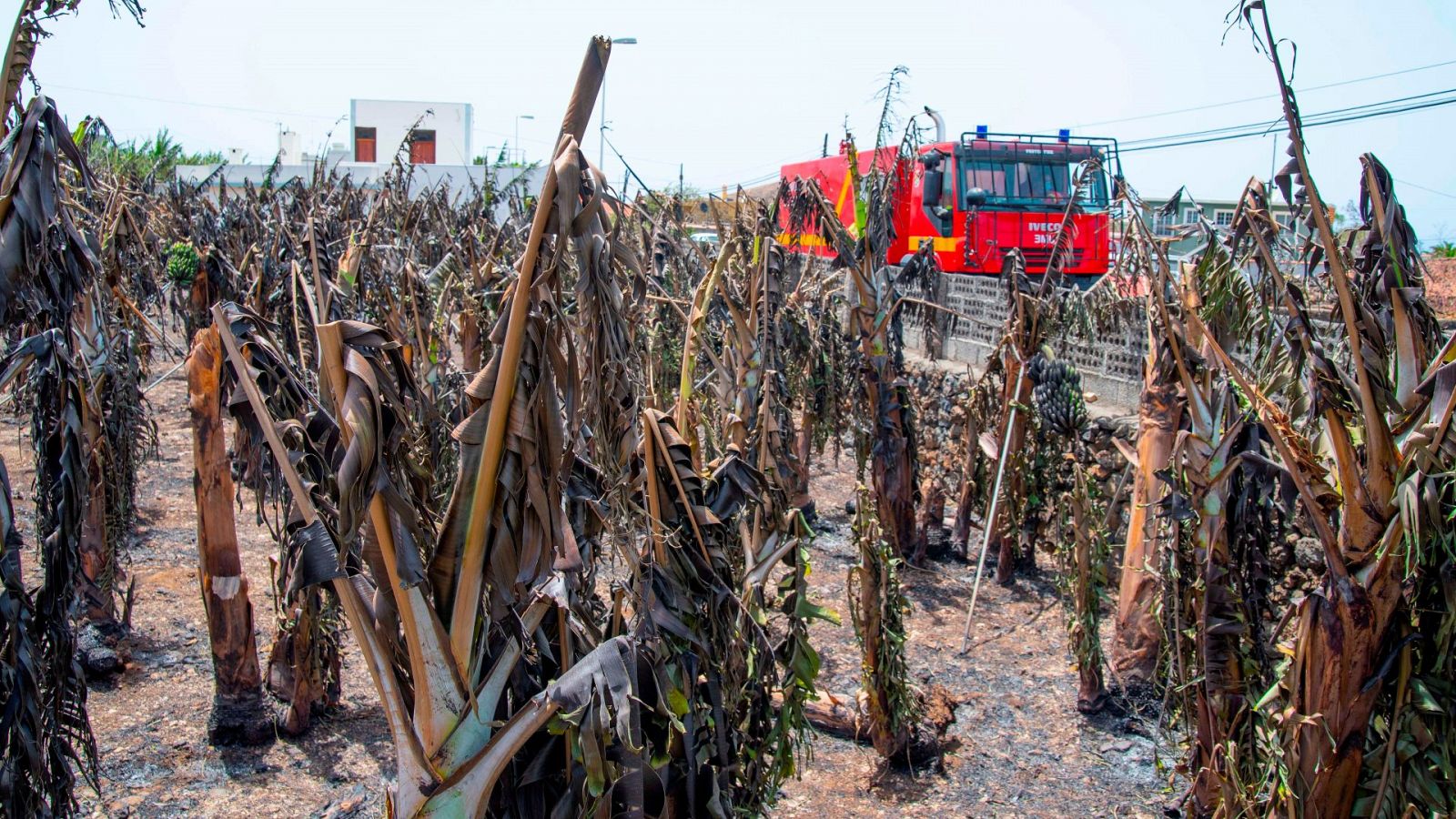 La lava arrasa con los cultivos de plátano en La Palma