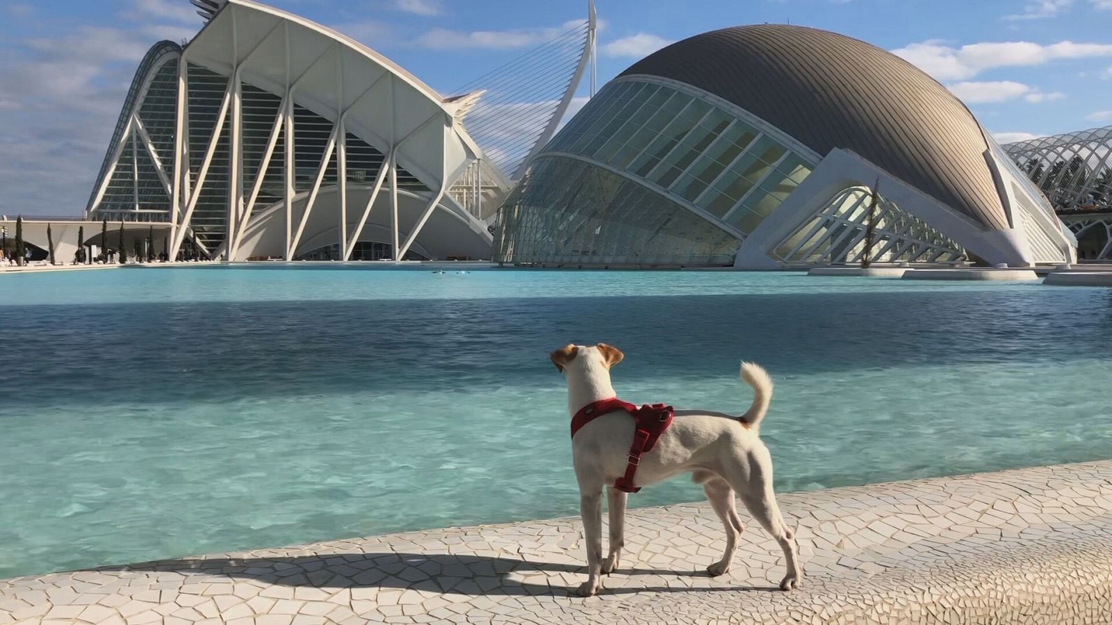 Comando actualidad - Amores perros - Ver ahora