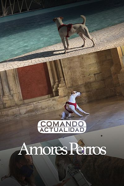 Amores perros