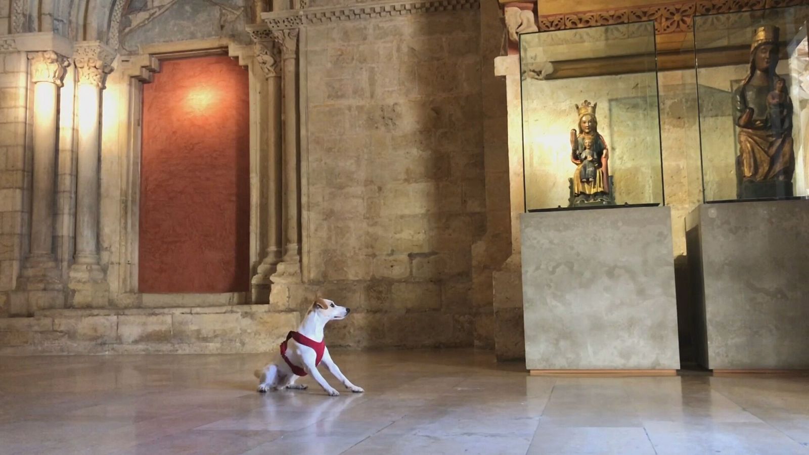 Avance "Amores Perros" en Comando Actualidad - Comando Actualidad | Ver