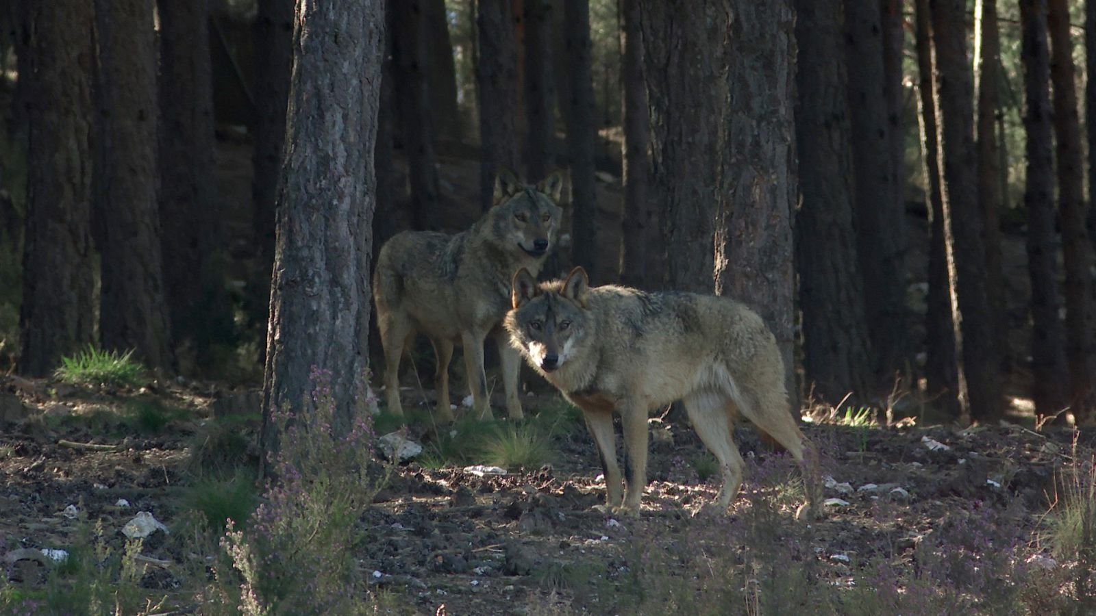 Reduce tu huella - El cuento no es como nos lo contaron - ver ahora