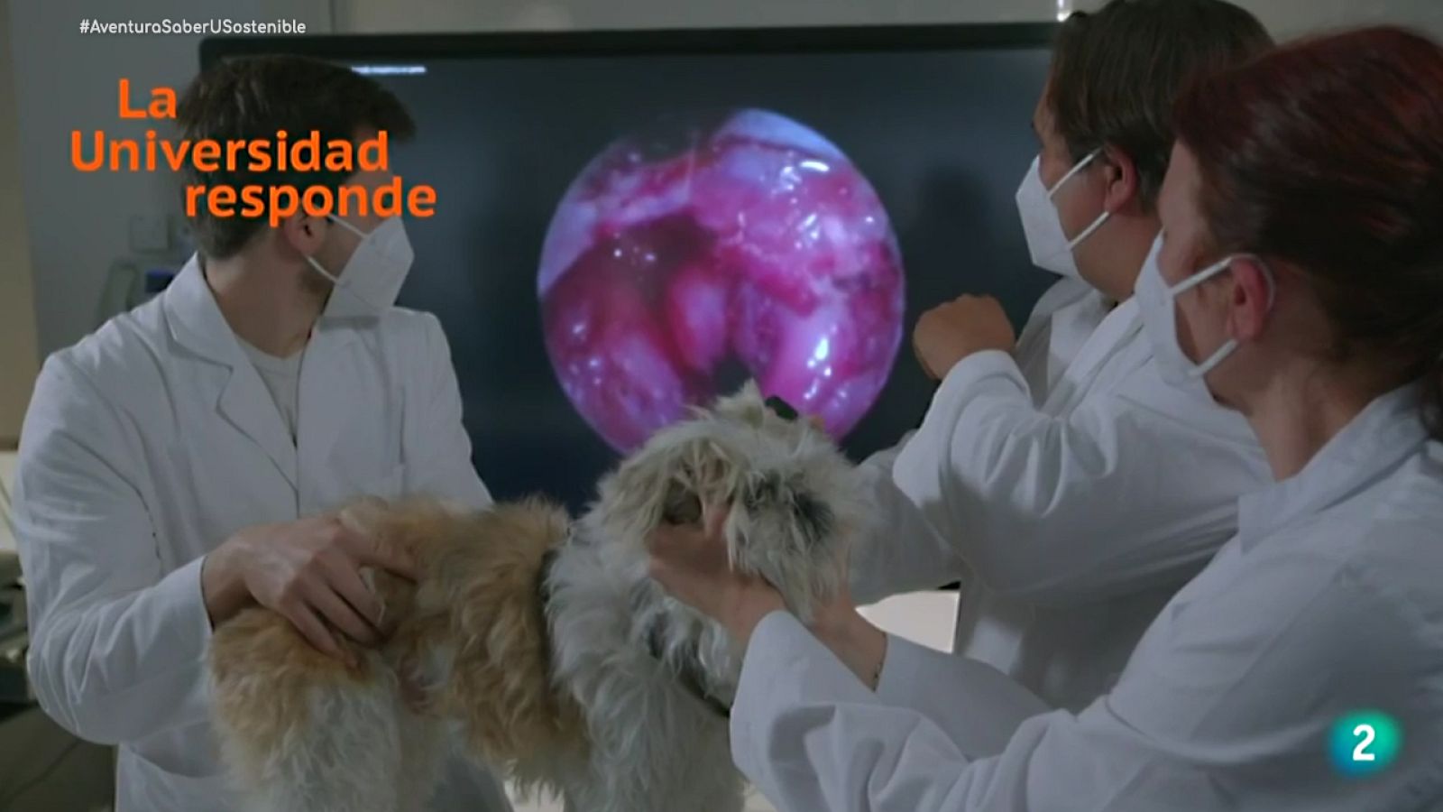 Veterinaria Europea Universidad Responde #AventuraSaberUResponde