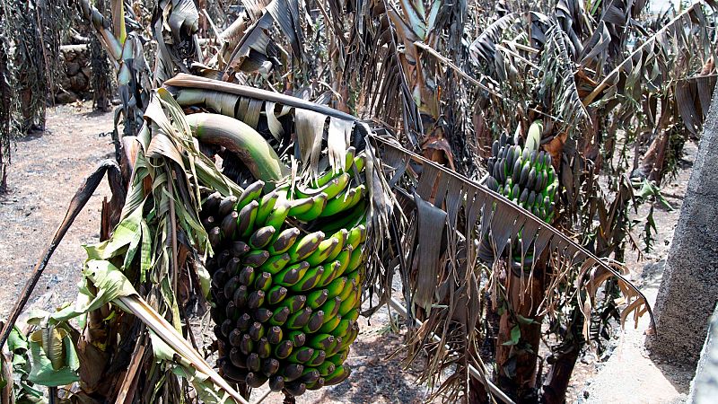 Los cultivos de plátano de La Palma, en peligro por la ceniza y la lava Los cultivos de plátano de La Palma, en peligro por la ceniza y la lava