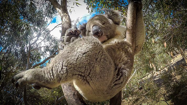 Espiando en la manada - Amistad