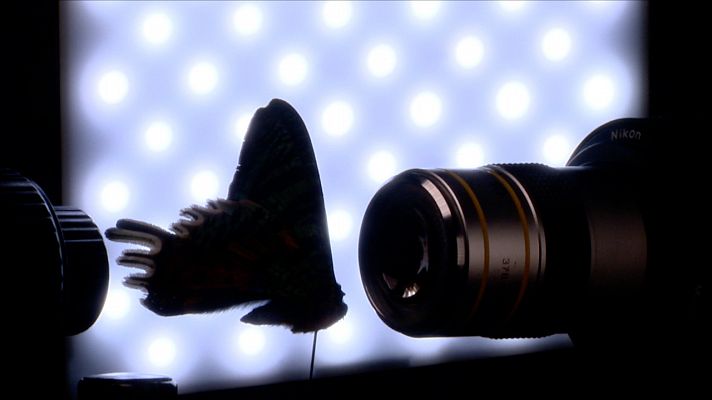 Cámara abierta - Plantagrammers y la fotomicrografía de Ángel Navarro