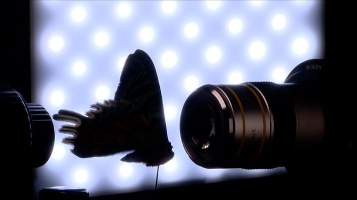 Cámara abierta - Plantagrammers y la fotomicrografía de Ángel Navarro