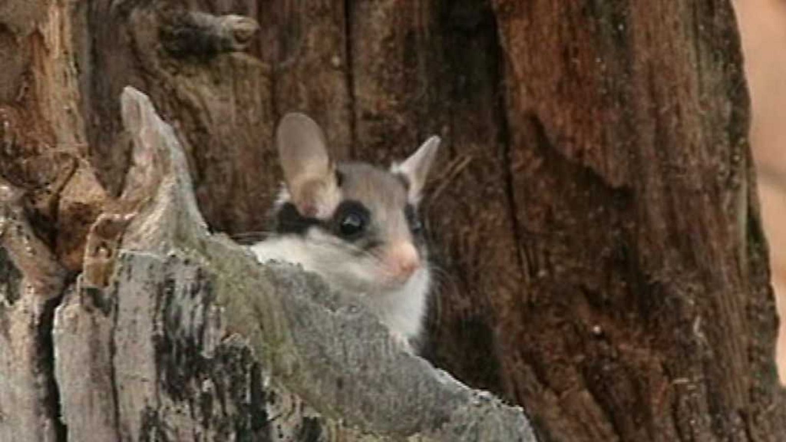 El universo escondido - Episodio 1: El bosque domado - ver ahora