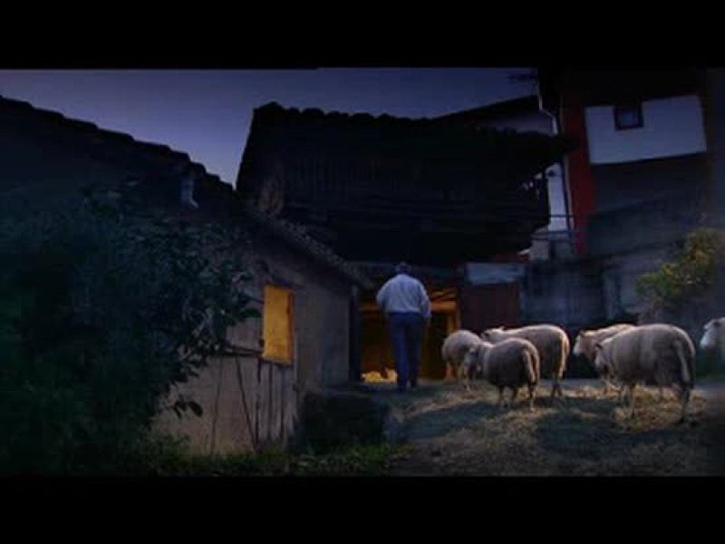 Las ovejas del pueblo asturiano de Sietes se han convertido en todas unas expertas en música.