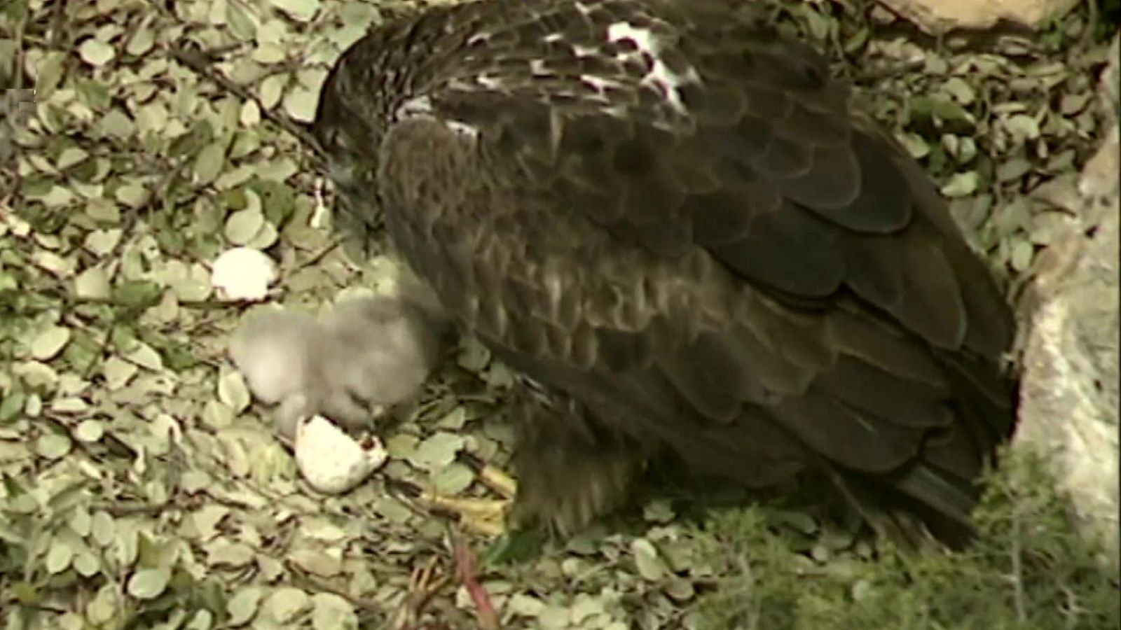 El universo escondido - Episodio 3: Las cicatrices de la tierra - ver ahora