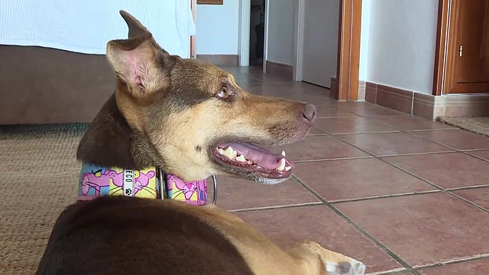 Comando Actualidad - ¿Cómo pedir la custodia compartida de tu perro?