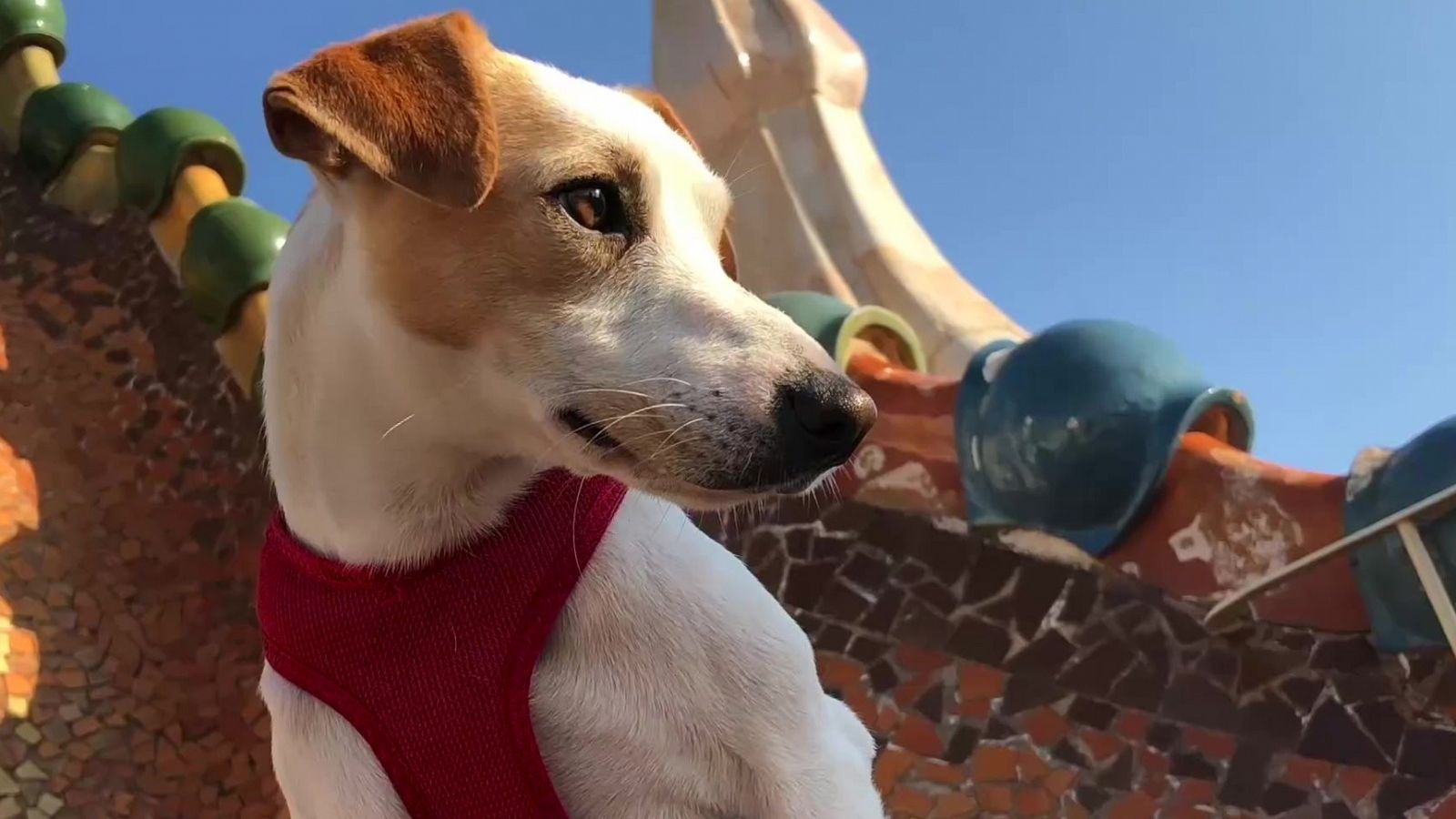 Pipper, el perro influencer, descubre qué ciudades están preparadas para mascotas