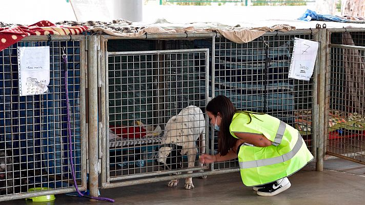 Refugios improvisados para perros, gatos y otros animales de la Palma que también huyen del volcán
