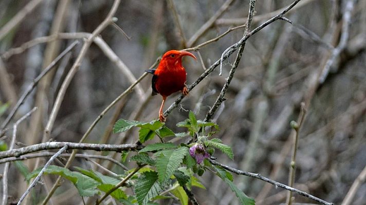 Hasta 23 especies de animales serán declaradas extintas en Estados Unidos