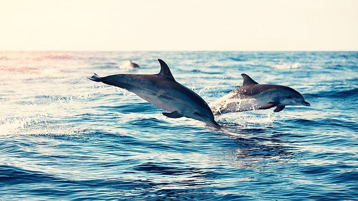 Delfines salvajes