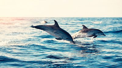 Somos documentales - Delfines salvajes - ver ahora