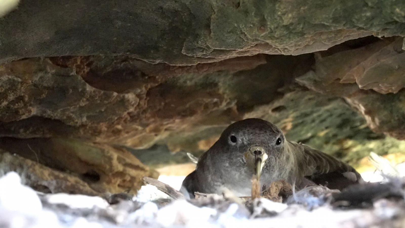 El escarabajo verde - Aves marinas, la extinción silenciosa