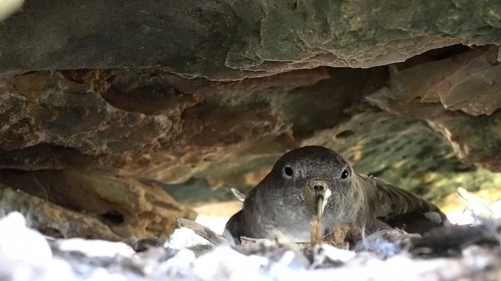 Aves marinas, la extinción silenciosa