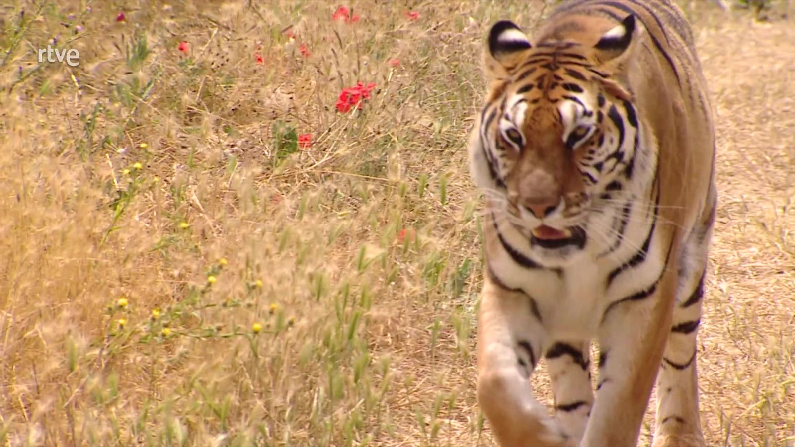 Informe Semanal - Animales de película - ver ahora
