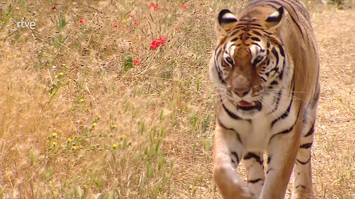 Informe Semanal - Animales de película