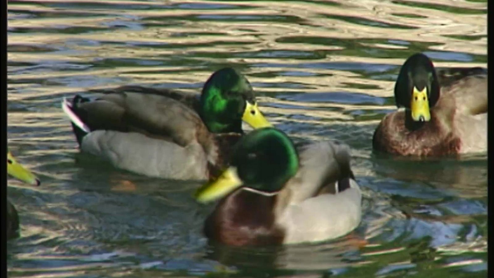 El Universo escondido - Episodio 8: Islas de agua - ver ahora