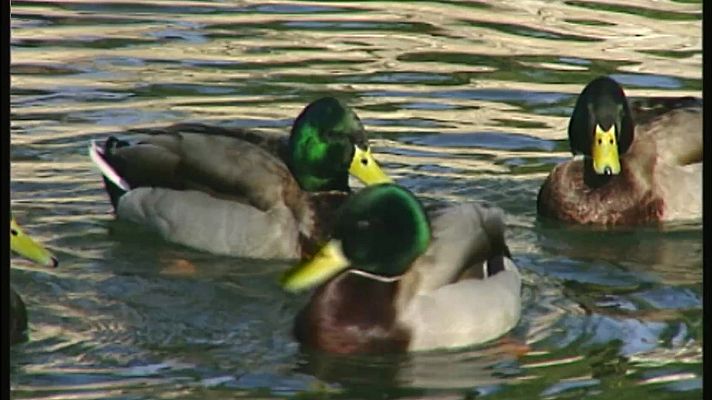 El universo escondido - Islas de agua