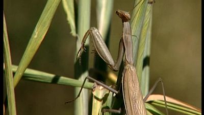 Una parcela del paraíso