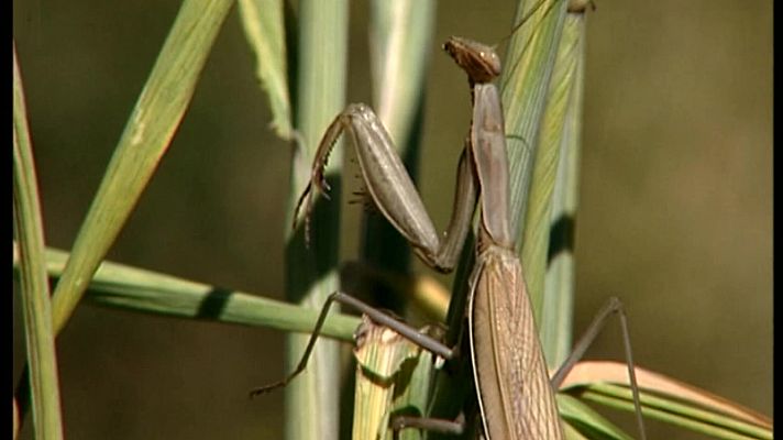 El universo escondido - Una parcela del paraíso