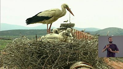 Polizones de la ciudad