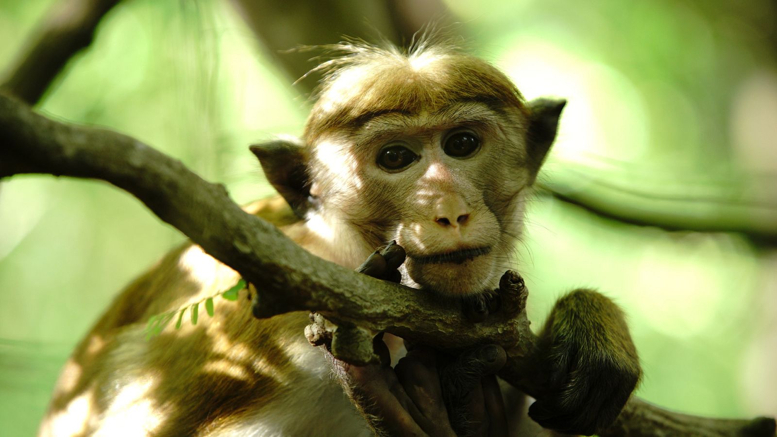 La isla de los monos - Episodio 2: Irse de casa - Ver ahora