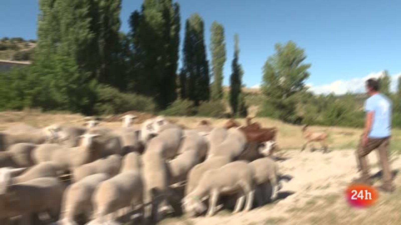 Relevo en el rebaño