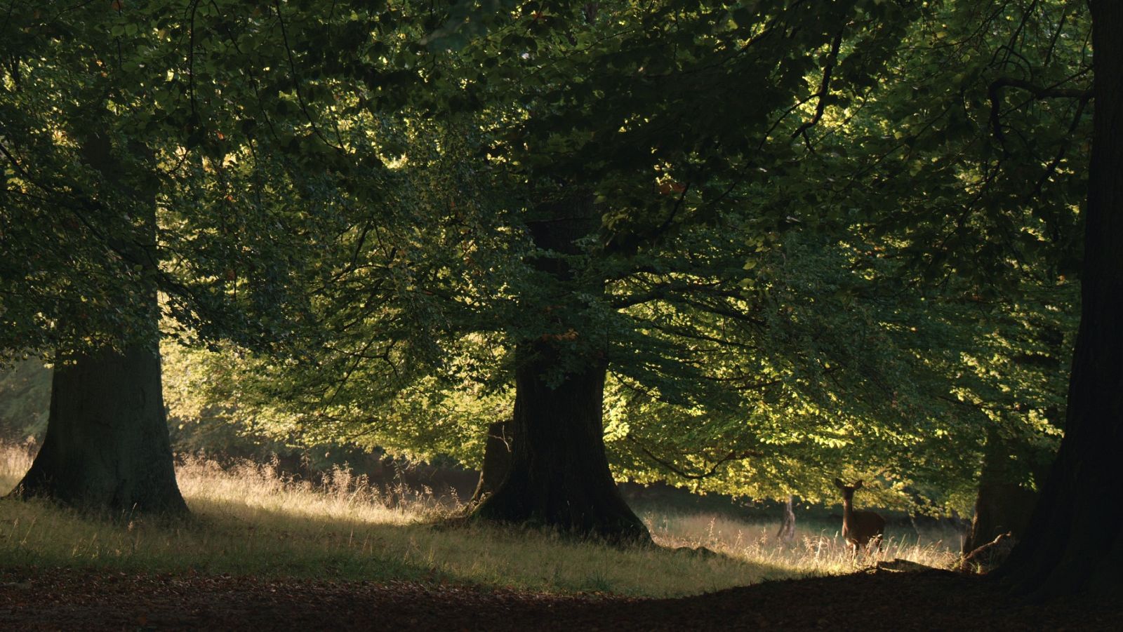 RTVE.es estrena el tráiler de 'La vida secreta de los árboles' | Ver