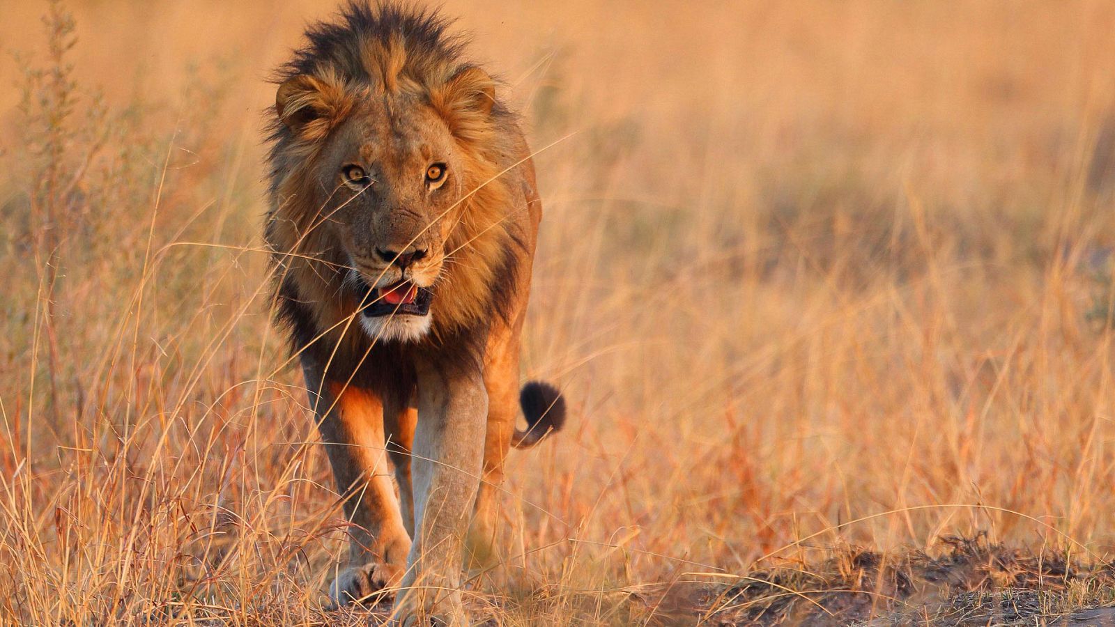 Somos documentales - Felinos bajo amenaza - Ver ahora
